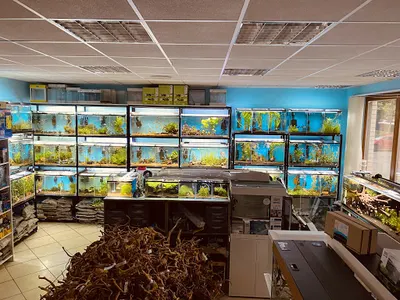 CatFish - sklep akwarystyczny, sklep zoologiczny